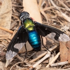 Palirika decora (A beefly) at Paddys River, ACT - 16 Jan 2020 by rawshorty