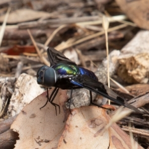 Palirika decora at Paddys River, ACT - 17 Jan 2020