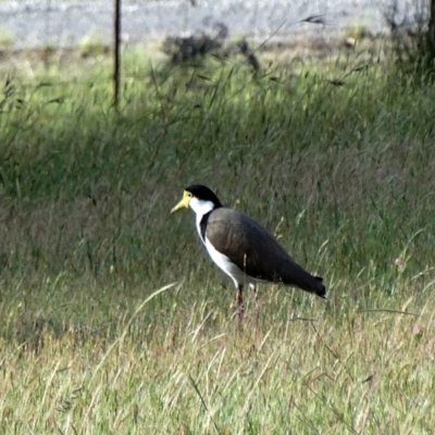 Vanellus miles (Masked Lapwing) at Alpine, NSW - 5 Nov 2017 by JanHartog