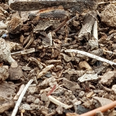 Austroicetes pusilla (Grasshopper, Locust) at Forde, ACT - 16 Jan 2020 by Bioparticles