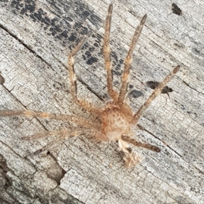 Neosparassus sp. (genus) (Unidentified Badge huntsman) at Forde, ACT - 16 Jan 2020 by Bioparticles