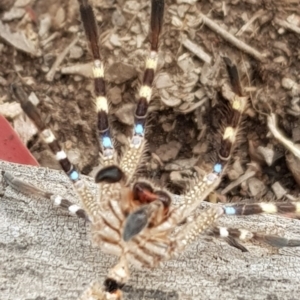 Neosparassus sp. (genus) at Forde, ACT - 17 Jan 2020