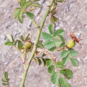 Rosa rubiginosa at Forde, ACT - 17 Jan 2020