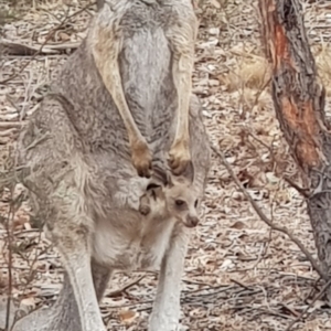 Macropus giganteus at Forde, ACT - 17 Jan 2020 11:25 AM