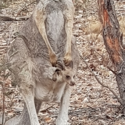 Macropus giganteus (Eastern Grey Kangaroo) at Forde, ACT - 17 Jan 2020 by Bioparticles