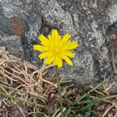 Hypochaeris radicata (Cat's Ear, Flatweed) at Mulligans Flat - 17 Jan 2020 by Bioparticles