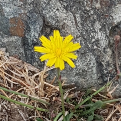 Hypochaeris radicata (Cat's Ear, Flatweed) at Forde, ACT - 17 Jan 2020 by Bioparticles