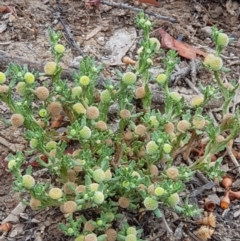 Centipeda cunninghamii (Common Sneezeweed) at Mulligans Flat - 17 Jan 2020 by Bioparticles