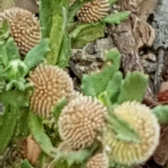 Centipeda cunninghamii at Forde, ACT - 17 Jan 2020