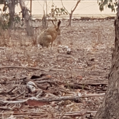 Lepus capensis (Brown Hare) at Forde, ACT - 17 Jan 2020 by Bioparticles