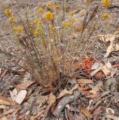 Chrysocephalum semipapposum (Clustered Everlasting) at Forde, ACT - 17 Jan 2020 by Bioparticles