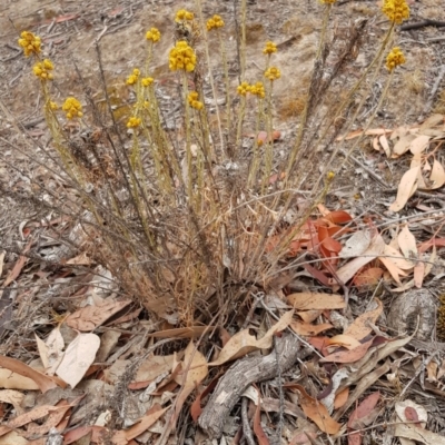 Chrysocephalum semipapposum (Clustered Everlasting) at Forde, ACT - 17 Jan 2020 by Bioparticles