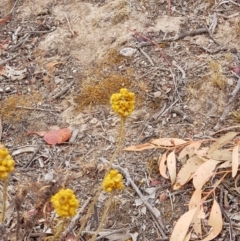 Chrysocephalum semipapposum at Forde, ACT - 17 Jan 2020