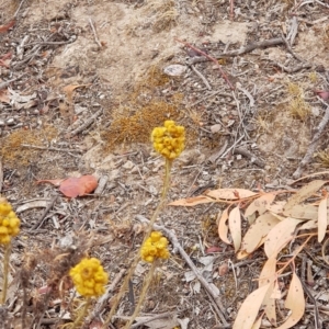 Chrysocephalum semipapposum at Forde, ACT - 17 Jan 2020 12:13 PM