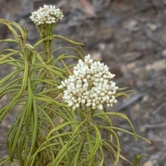 Cassinia longifolia (Shiny Cassinia, Cauliflower Bush) at Forde, ACT - 17 Jan 2020 by Bioparticles