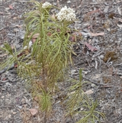 Cassinia longifolia at Forde, ACT - 17 Jan 2020 12:14 PM