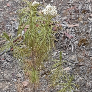 Cassinia longifolia at Forde, ACT - 17 Jan 2020