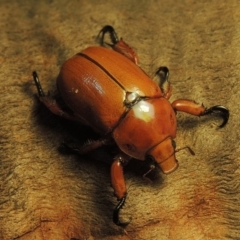 Anoplognathus montanus (Montane Christmas beetle) at Gordon, ACT - 30 Nov 2019 by MichaelBedingfield