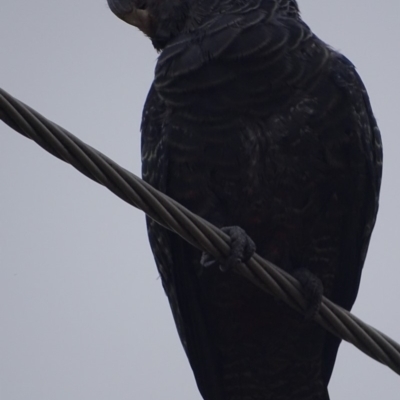 Callocephalon fimbriatum (Gang-gang Cockatoo) at Farrer, ACT - 17 Jan 2020 by roymcd