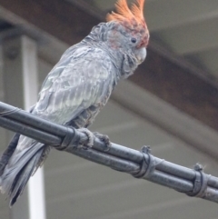 Callocephalon fimbriatum at Farrer, ACT - 18 Jan 2020