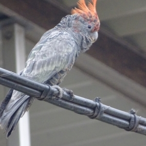 Callocephalon fimbriatum at Farrer, ACT - 18 Jan 2020