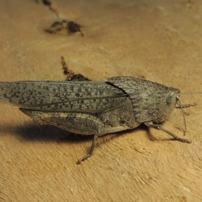 Goniaea australasiae (Gumleaf grasshopper) at Point Hut to Tharwa - 27 Nov 2019 by michaelb