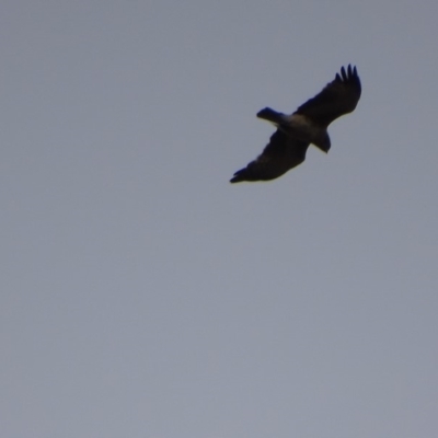Hieraaetus morphnoides (Little Eagle) at Red Hill, ACT by roymcd