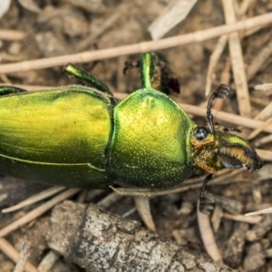 Lamprima aurata at Parkes, ACT - 14 Jan 2020