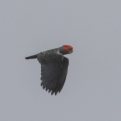 Callocephalon fimbriatum (Gang-gang Cockatoo) at Canberra, ACT - 14 Jan 2020 by AlisonMilton