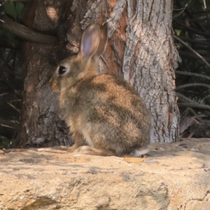 Oryctolagus cuniculus at Canberra, ACT - 14 Jan 2020