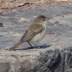 Acrocephalus australis (Australian Reed-Warbler) at Mount Ainslie to Black Mountain - 13 Jan 2020 by AlisonMilton