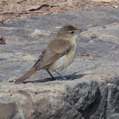 Acrocephalus australis (Australian Reed-Warbler) at Commonwealth & Kings Parks - 13 Jan 2020 by Alison Milton