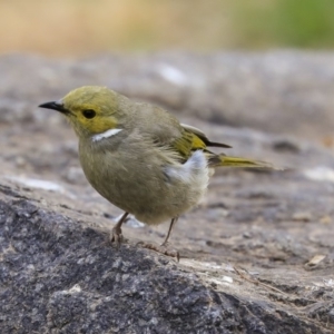 Ptilotula penicillata at Parkes, ACT - 14 Jan 2020