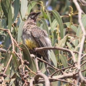 Anthochaera carunculata at Canberra, ACT - 14 Jan 2020