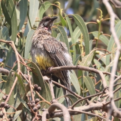 Anthochaera carunculata (Red Wattlebird) at Commonwealth & Kings Parks - 13 Jan 2020 by Alison Milton