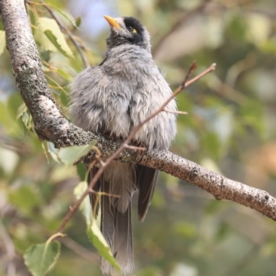 Manorina melanocephala (Noisy Miner) at Parkes, ACT - 13 Jan 2020 by AlisonMilton