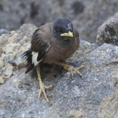 Acridotheres tristis (Common Myna) at Mount Ainslie to Black Mountain - 13 Jan 2020 by AlisonMilton