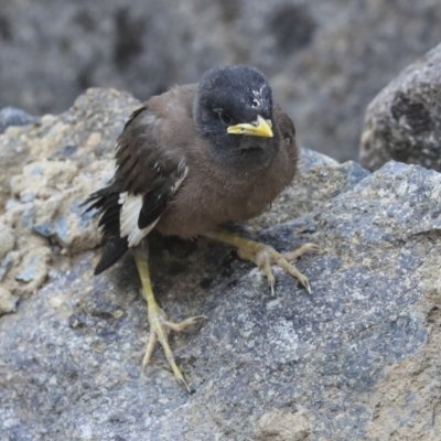 Acridotheres tristis (Common Myna) at Canberra, ACT - 14 Jan 2020 by AlisonMilton