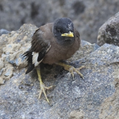 Acridotheres tristis (Common Myna) at Canberra, ACT - 13 Jan 2020 by AlisonMilton