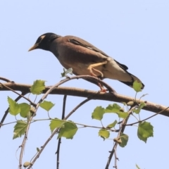 Acridotheres tristis at Canberra, ACT - 14 Jan 2020 09:22 AM