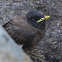 Acridotheres tristis at Canberra, ACT - 14 Jan 2020