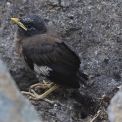 Acridotheres tristis at Canberra, ACT - 14 Jan 2020