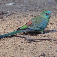 Psephotus haematonotus (Red-rumped Parrot) at Mount Ainslie to Black Mountain - 13 Jan 2020 by AlisonMilton