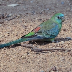 Psephotus haematonotus (Red-rumped Parrot) at Parkes, ACT - 13 Jan 2020 by Alison Milton