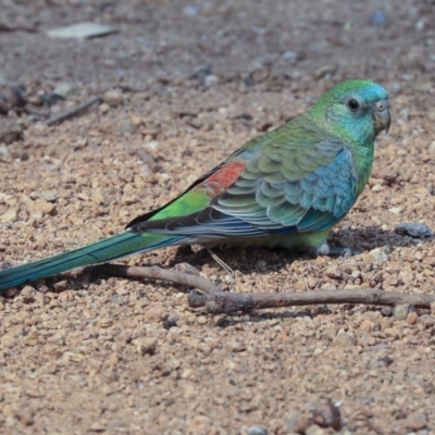Psephotus haematonotus (Red-rumped Parrot) at Mount Ainslie to Black Mountain - 13 Jan 2020 by AlisonMilton