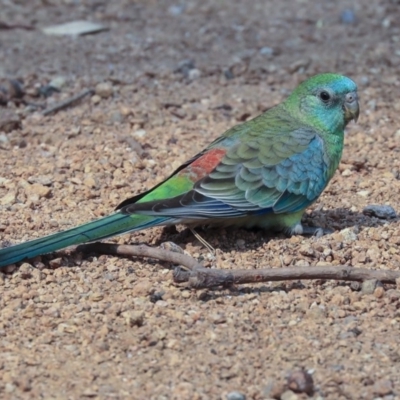 Psephotus haematonotus (Red-rumped Parrot) at Parkes, ACT - 14 Jan 2020 by AlisonMilton