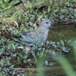 Psephotus haematonotus at Parkes, ACT - 14 Jan 2020