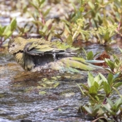 Psephotus haematonotus at Parkes, ACT - 14 Jan 2020