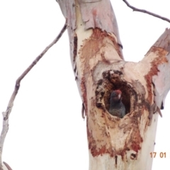 Callocephalon fimbriatum (Gang-gang Cockatoo) at Hughes Grassy Woodland - 17 Jan 2020 by jennyt