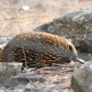 Tachyglossus aculeatus at Deakin, ACT - 17 Jan 2020